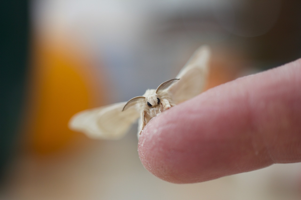 Die Geschichte des „Bugs“
